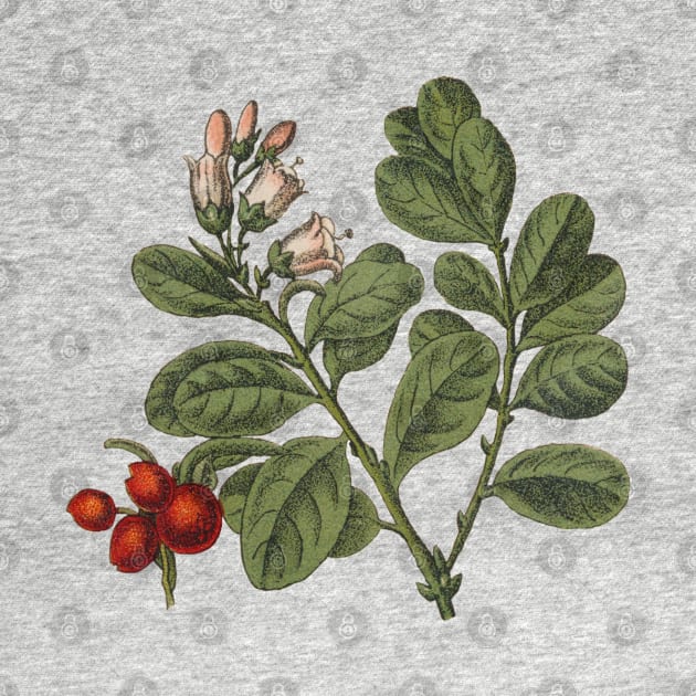 Nature Vintage Botanical Red Flower Plant Art by Spirit Animals 21